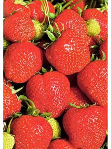 Клубника "ЭЛЬСАНТА" (6 шт.)